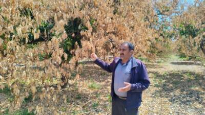 Hatay’ın Erzin ilçesinde şubat ayında yaşanan ani don afetinin etkisiyle