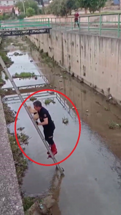 Hatay’ın Payas ilçesine bağlı Karbeyaz Mahallesi’nde bir kedi, dengesini kaybederek