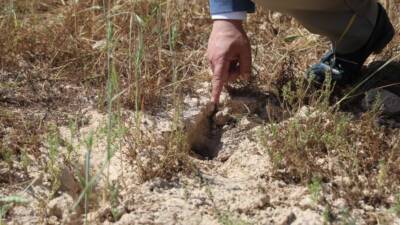 Hatay, 38 yılın en kurak dönemini geçirirken, Amik Ovası’nda buğday