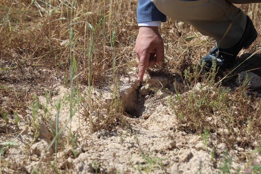 Hatay, 38 yılın en kurak dönemini geçirirken, Amik Ovası’nda buğday