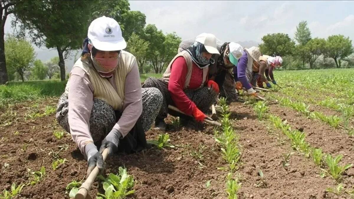 Türkiye genelinde mevsimlik tarım işçiliğinde en yüksek günlük ücretin Rize’de