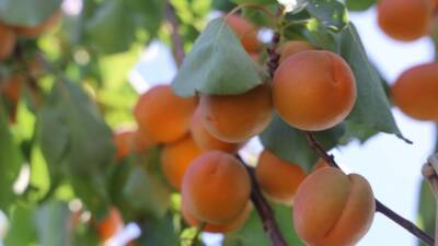 Hatay’ın bereketli toprakları Amik Ovası’nda erkenci kayısı hasadı başladı. Şubat