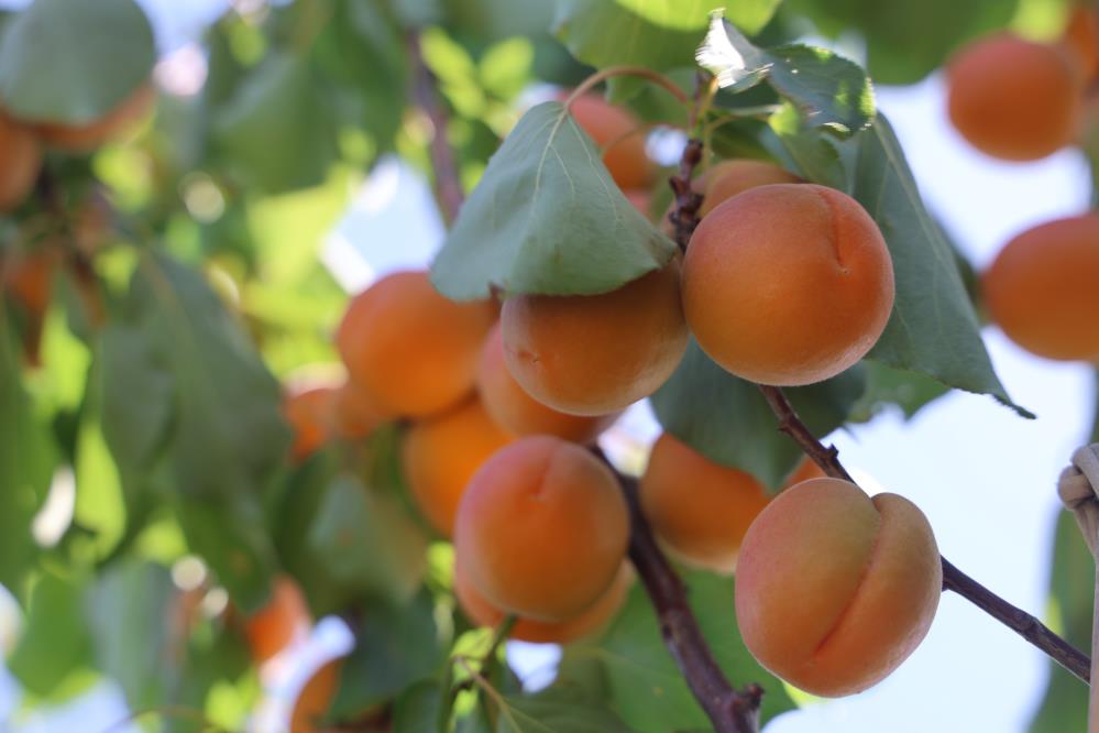 Hatay’ın bereketli toprakları Amik Ovası’nda erkenci kayısı hasadı başladı. Şubat