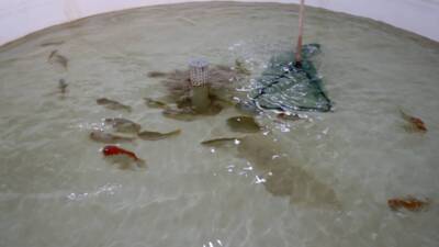 Hatay’ın Altınözü ilçesinde Tarım ve Kırsal Kalkınmayı Destekleme Kurumu (TKDK)