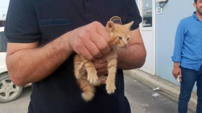 Hatay’ın Defne ilçesine bağlı Çekmece Mahallesi’nde, park halindeki bir aracın