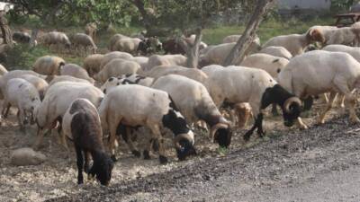 Kahramanmaraş merkezli depremlerin yıkıma uğrattığı Hatay’da, afetin ardından üçüncü kez