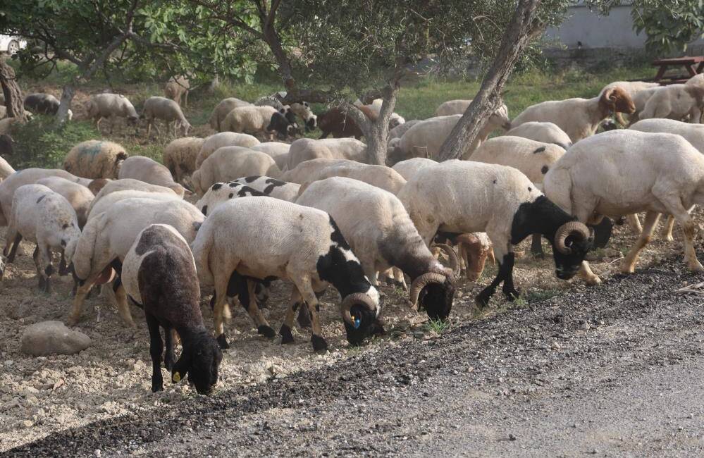 Depremzede Üretici 250 Kurbanlıkla Bayrama Hazır Kahramanmaraş merkezli depremlerin yıkıma uğrattığı Hatay’da, afetin ardından üçüncü kez