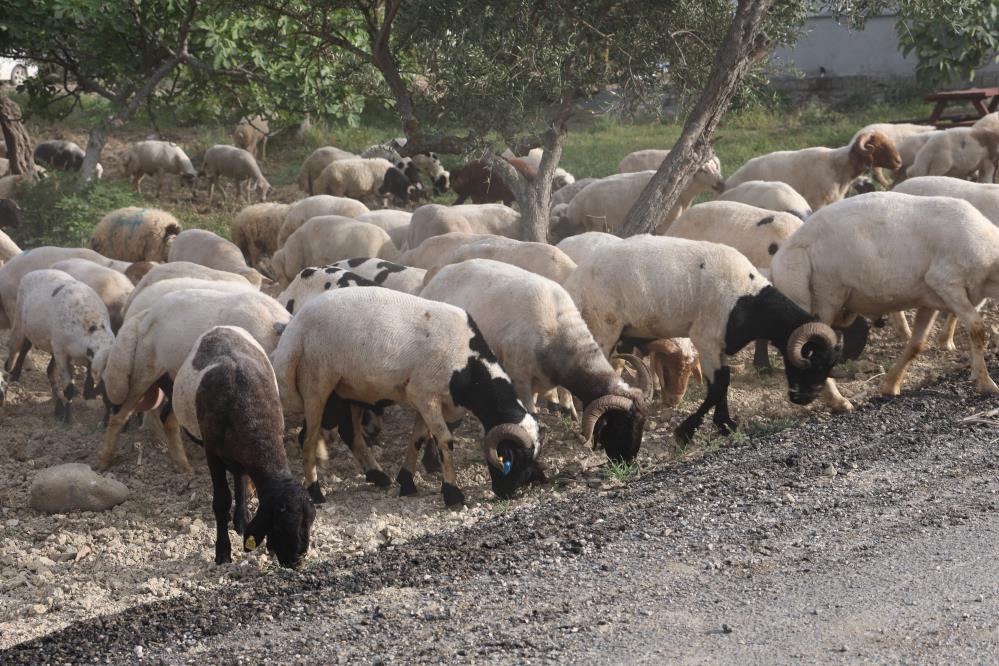 Kahramanmaraş merkezli depremlerin yıkıma uğrattığı Hatay’da, afetin ardından üçüncü kez