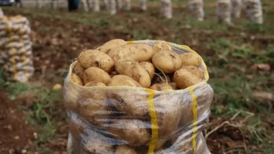 Türkiye'ye ithal edilen yüzlerce ton patates, virüslü olduğu gerekçesiyle Mersin