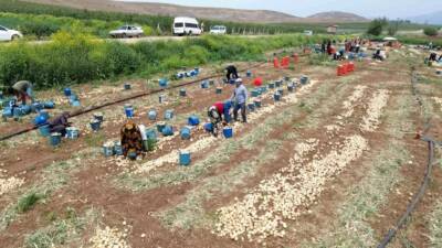 Türkiye’nin en bereketli topraklarından biri olan Hatay’ın Amik Ovası’nda soğan