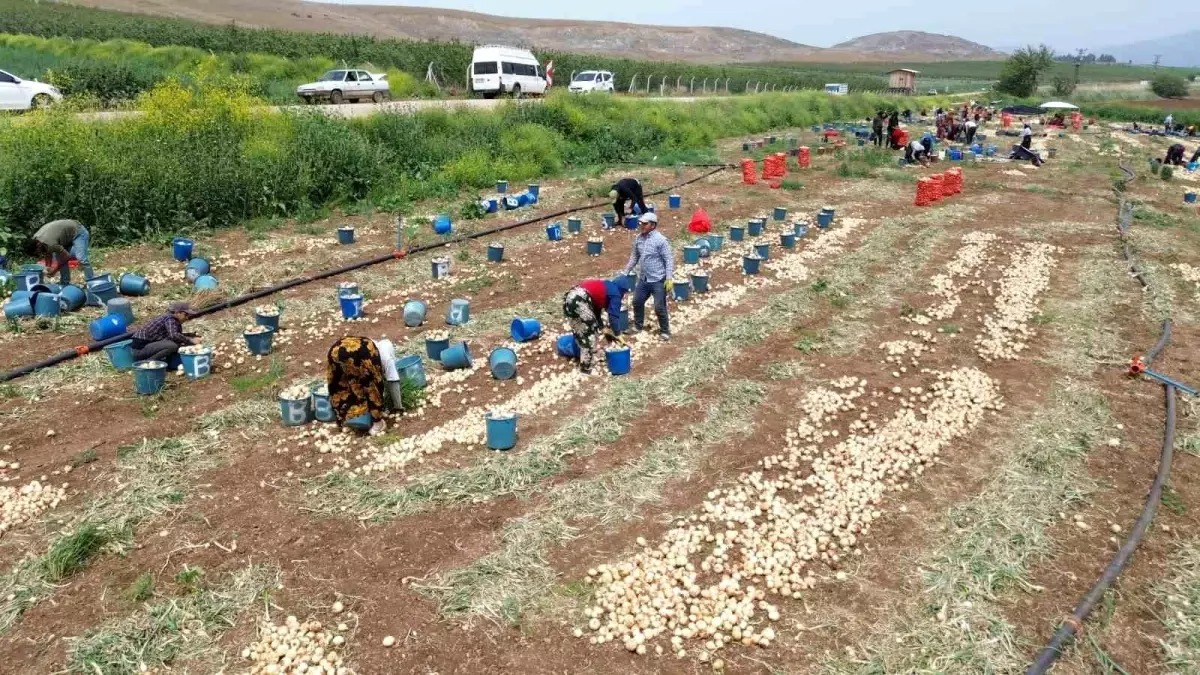 Türkiye’nin en bereketli topraklarından biri olan Hatay’ın Amik Ovası’nda soğan