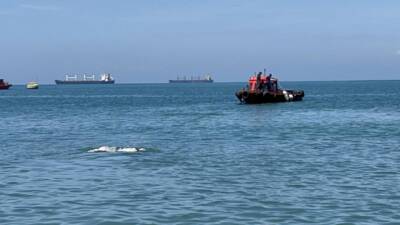 Hatay’da yurtdışından getirilen büyükbaş hayvanlardan biri olan bir angus, denize