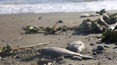 Hatay’ın Samandağ ilçesinde geçtiğimiz günlerde etkili olan sağanak yağışlar, çevresel