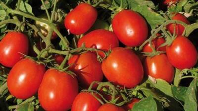 İstanbul’un Eyüp ilçesinde bulunan Snowy Market’te satılan çeri domatesin fiyatı,