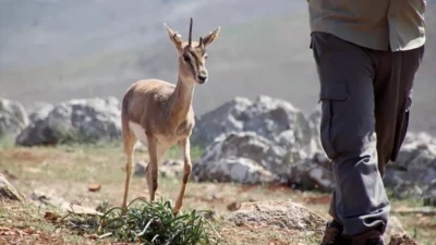 Hatay’ın Kırıkhan ilçesinde bulunan Hatay Dağ Ceylanı Üretim Merkezi, yalnızca