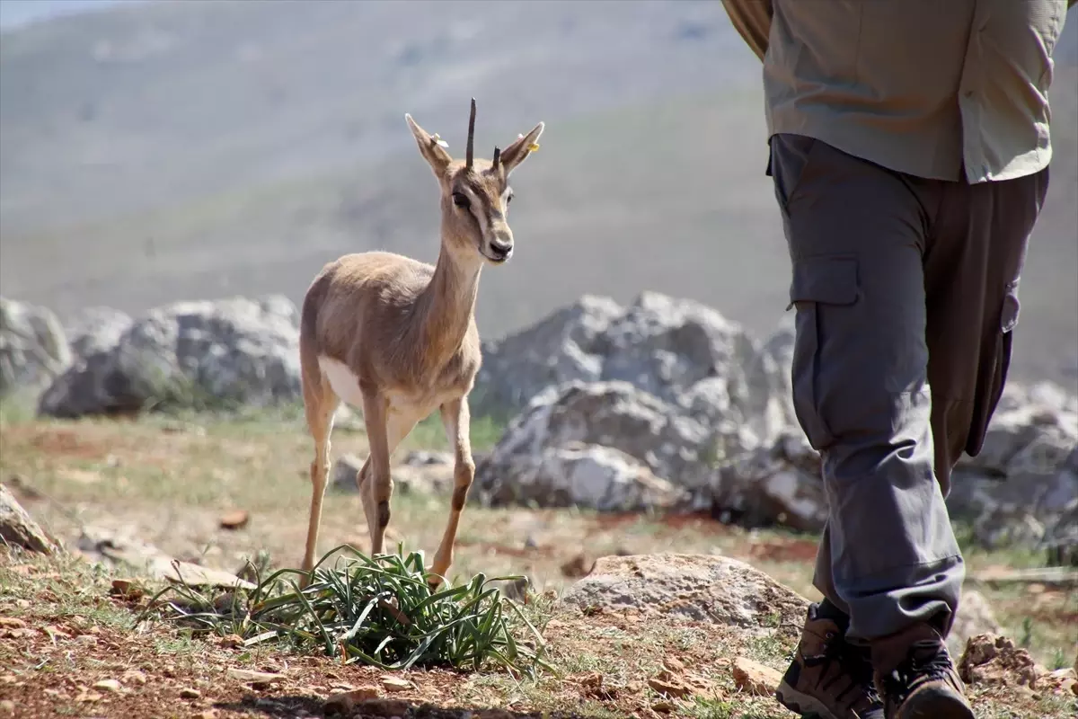 Hatay’ın Kırıkhan ilçesinde bulunan Hatay Dağ Ceylanı Üretim Merkezi, yalnızca