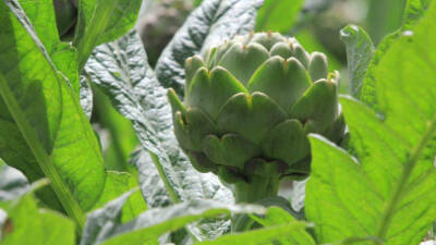 Hatay, bu kez enginar temalı anlamlı bir etkinliğe ev sahipliği