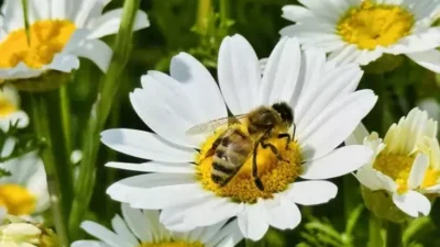 Hatay’ın Erzin ilçesinde baharın gelişiyle birlikte tarlalar adeta çiçek bahçesine