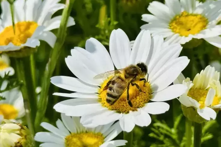 Hatay’ın Erzin ilçesinde baharın gelişiyle birlikte tarlalar adeta çiçek bahçesine