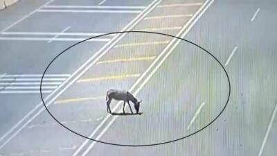 Hatay’ın Reyhanlı ilçesinde ana yola çıkan sahipsiz bir eşek, trafikte