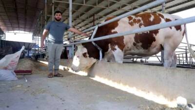 Hatay’ın Reyhanlı ilçesinde besicilik yapan İbrahim Yumuşak, Kurban Bayramı öncesi