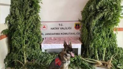 Hatay’ın Samandağ ilçesinde düzenlenen uyuşturucu operasyonunda 7 binin üzerinde kenevir