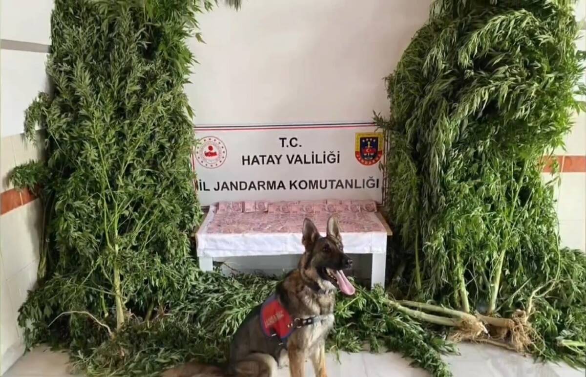 Hatay’ın Samandağ ilçesinde düzenlenen uyuşturucu operasyonunda 7 binin üzerinde kenevir