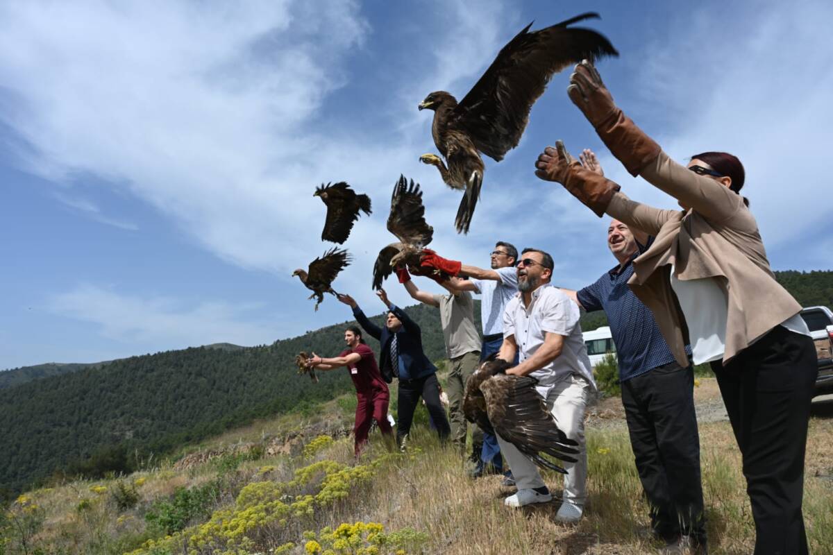 Hatay Mustafa Kemal Üniversitesi bünyesindeki Yaban Hayvanı Kurtarma ve Rehabilitasyon