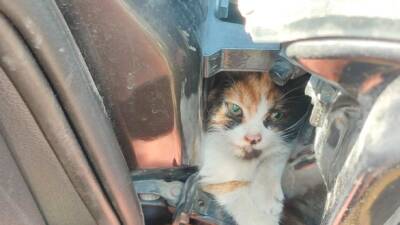 İskenderun’da bir aracın kapısına sıkışan kedi, Hatay Büyükşehir Belediyesi itfaiye