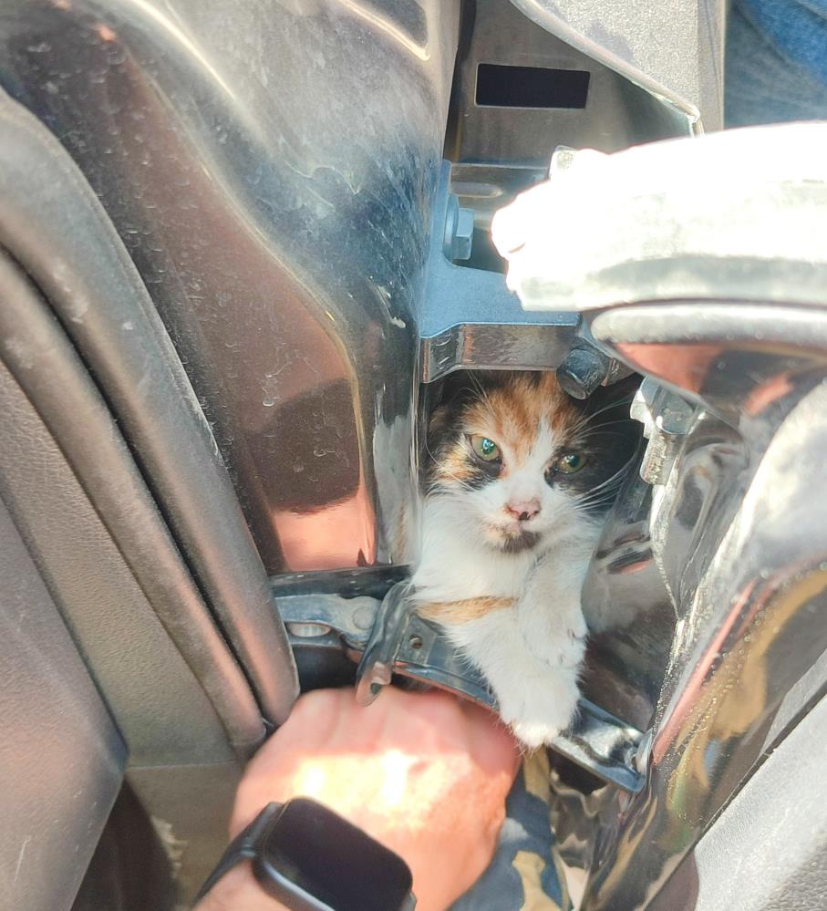 İskenderun’da bir aracın kapısına sıkışan kedi, Hatay Büyükşehir Belediyesi itfaiye