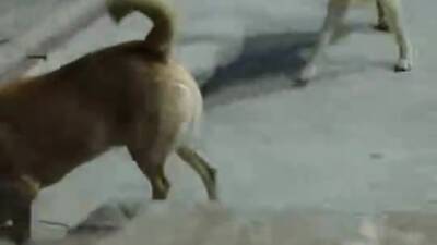 Hatay’ın İskenderun ilçesi Meydan Mahallesi’nde 6 sokak köpeğinin saldırısına uğrayan