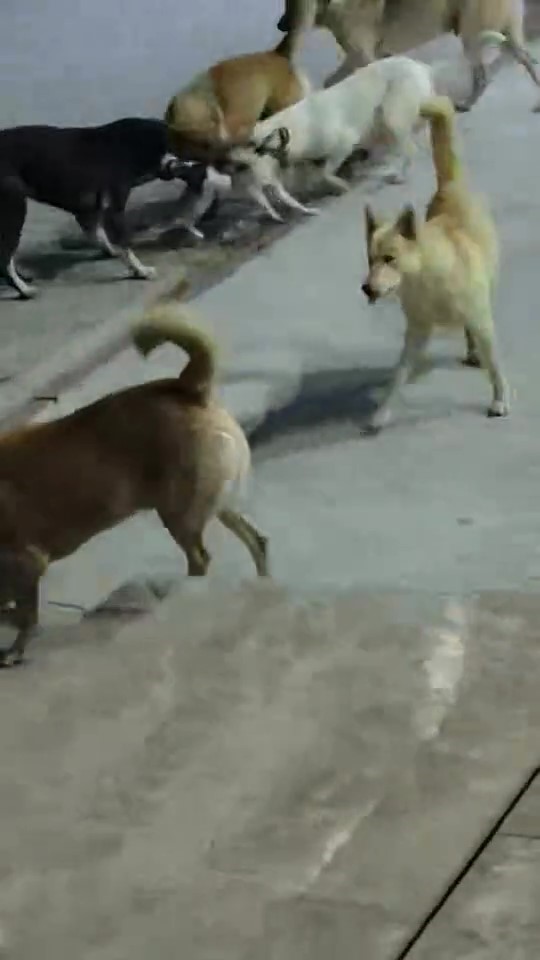 Hatay’ın İskenderun ilçesi Meydan Mahallesi’nde 6 sokak köpeğinin saldırısına uğrayan