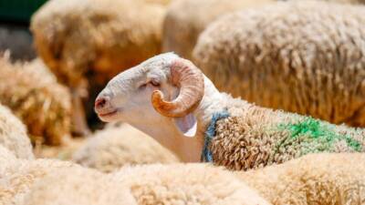 Türkiye’deki yardım kuruluşları, Kurban Bayramı dolayısıyla hayırseverlerin bağışlarını dünyanın dört