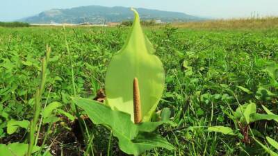 Hatay’ın Samandağ ilçesinde yer alan Milleyha Sulak Alanı, doğa bilimci