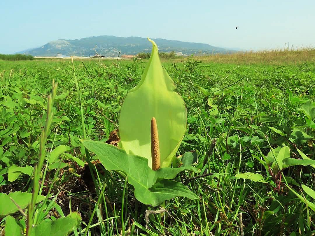 Hatay’ın Samandağ ilçesinde yer alan Milleyha Sulak Alanı, doğa bilimci