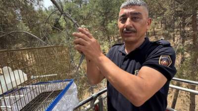 Hatay’ın Kırıkhan ilçesinde kafesinden kaçarak yüksek bir ağacın tepesine konan