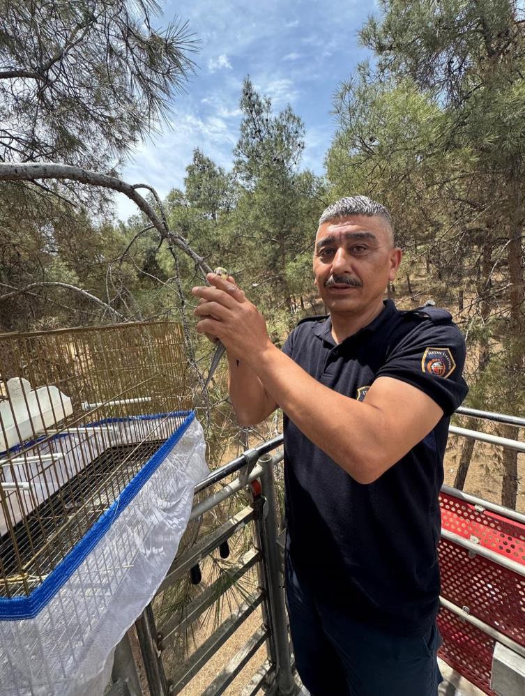 Hatay’ın Kırıkhan ilçesinde kafesinden kaçarak yüksek bir ağacın tepesine konan
