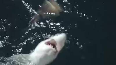 Hatay’ın Dörtyol ilçesinde balıkçılık yapan Mustafa Oktay, Akdeniz açıklarında oltasına