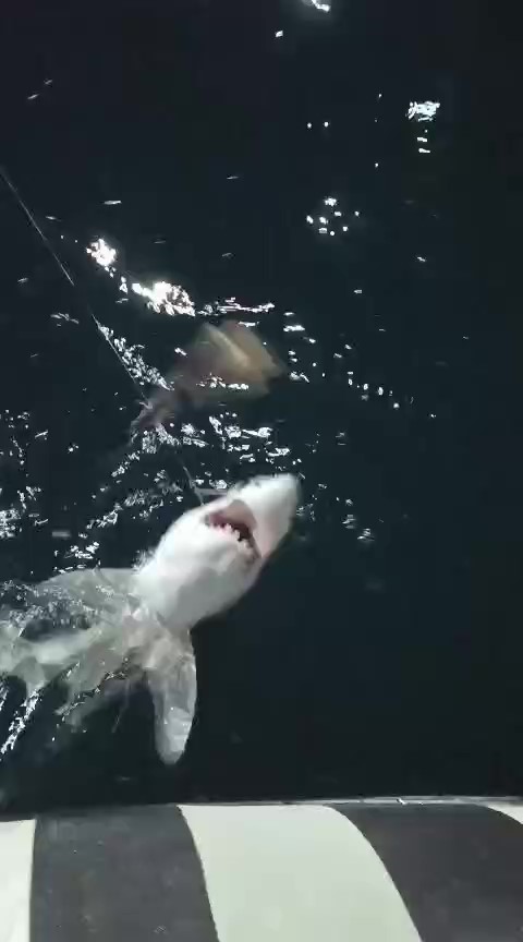 Hatay’ın Dörtyol ilçesinde balıkçılık yapan Mustafa Oktay, Akdeniz açıklarında oltasına