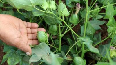 Hatay’ın verimli topraklarına ekilen pamuk tohumları, yaşanan kuraklığa rağmen yeşermeye
