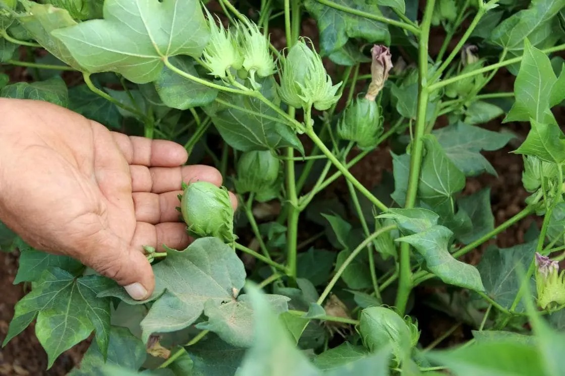 Hatay’ın verimli topraklarına ekilen pamuk tohumları, yaşanan kuraklığa rağmen yeşermeye