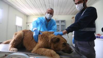 Hatay’ın İskenderun ilçesinde 2009 yılından bu yana hizmet veren hayvan