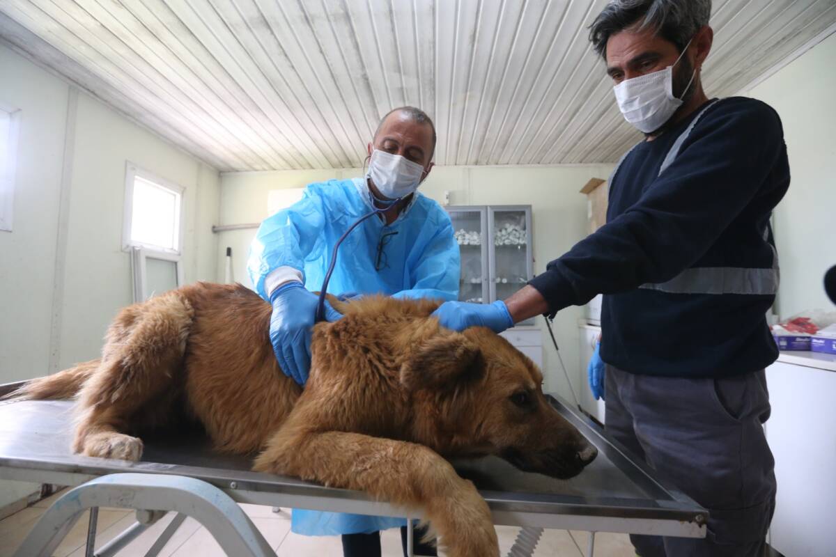Hatay’ın İskenderun ilçesinde 2009 yılından bu yana hizmet veren hayvan