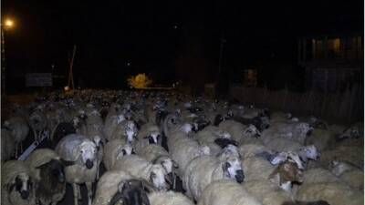Hatay’ın Reyhanlı ilçesinde gece saatlerinde meydana gelen kazada, yolun karşısına