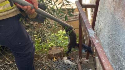Hatay’ın İskenderun ilçesinde kümesteki avına ulaşmak isterken tellere takılan sansar,