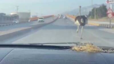 Hatay’ın İskenderun ilçesinde sıra dışı bir olay yaşandı. Bir çiftlikten