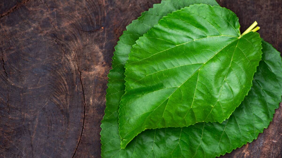 Doğal şifa kaynakları arasında önemli bir yere sahip olan dut