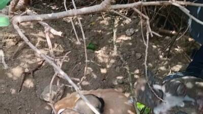 Hatay’ın Samandağ ilçesi Mağaracık Mahallesi’nde, çalılıkların arasındaki boşluğa düşen yavru