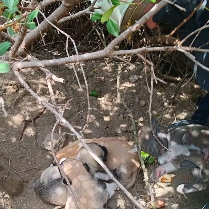 Hatay’ın Samandağ ilçesi Mağaracık Mahallesi’nde, çalılıkların arasındaki boşluğa düşen yavru