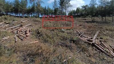 Antakya’nın Serinyol Mahallesi’nde iki hafta önce halkın tepkisiyle durdurulan ağaç